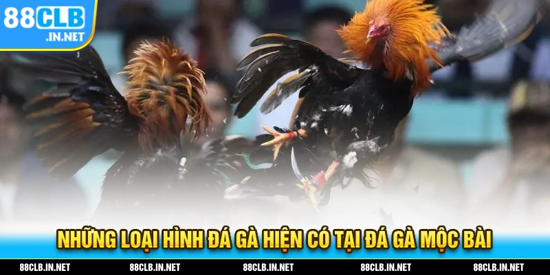 Đá Gà Mộc Bài - Bộ Môn Đá Gà Sôi Động Nhất Thị Trường 2025 2 Những loại hình đá gà hiện có tại hình thức đá gà mộc bài