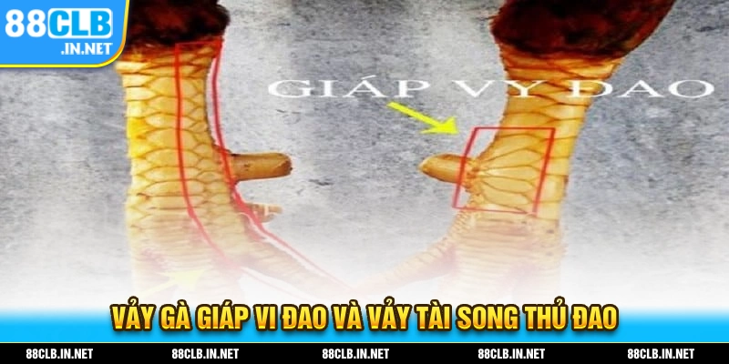Vảy Gà Đá Hiếm - Cập Nhật Những Thông Tin Hot Nhất 2025 3 2 loại vảy gà giúp vi đao và vảy tài xong thủ đao và đặc điểm